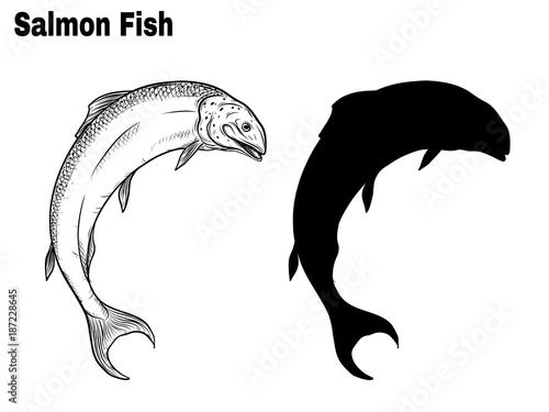 Salmon art highly detailed in line art style.Fish vector by hand drawing.Fish tattoo on white background.Black and white fish vector on white background.Salmon fish sketch for coloring book.