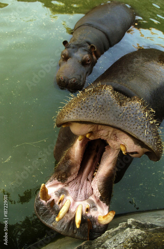 Hippo in the zoo © Milos