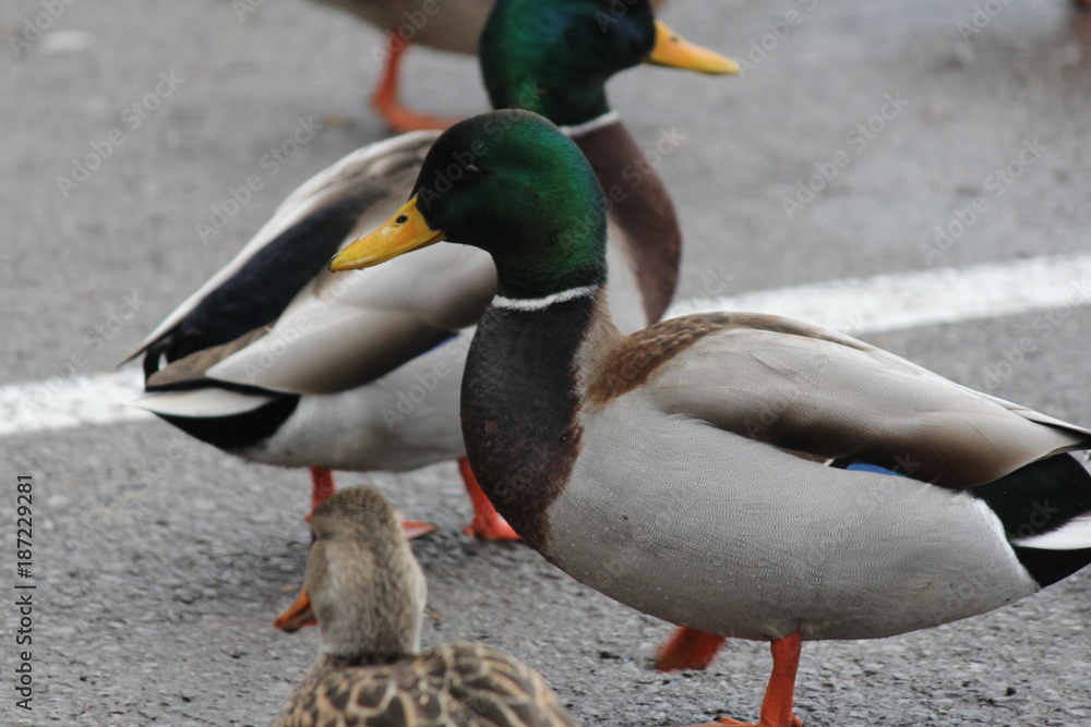 Mallard Drake (Anas platyrhynchos) standing on dry land.
Mallard Drake (Anas platyrhynchos) standing on dry land.