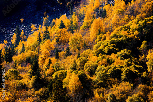 arbres aux couleurs d'automne