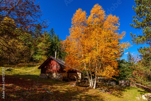 arbres d'automne © Pat on stock