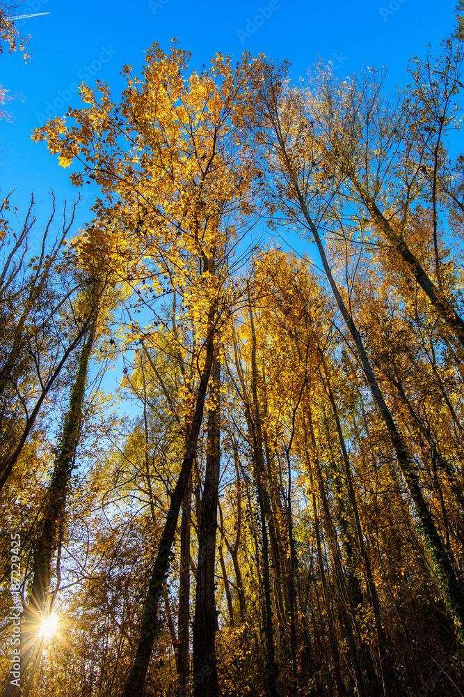 Fototapeta premium l'automne sur le lac