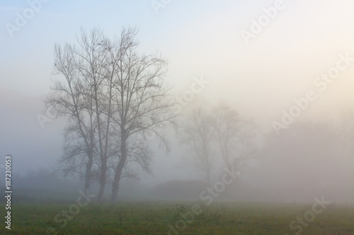 Trees in the morning fog near Oviedo, Asturias, Spain