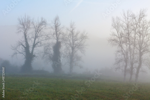 Trees in the morning fog near Oviedo, Asturias, Spain