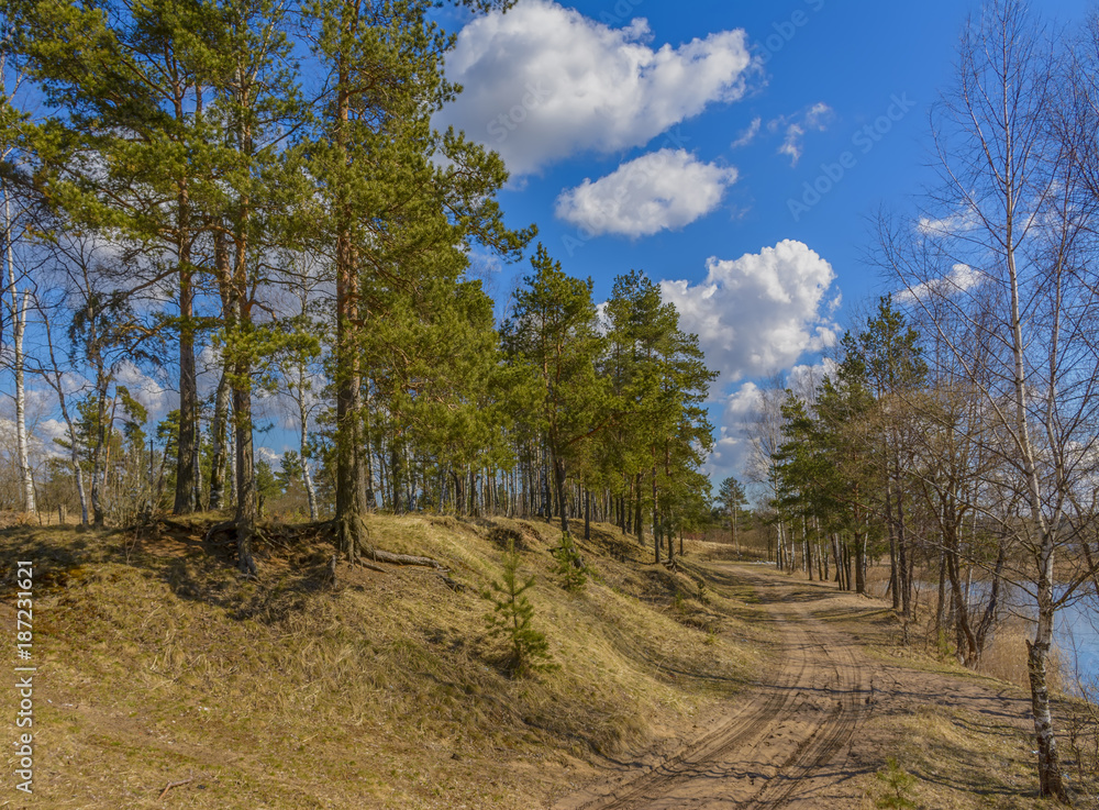 The pine trees on the shore of the quarry. The pine trees on the shore of the quarry.