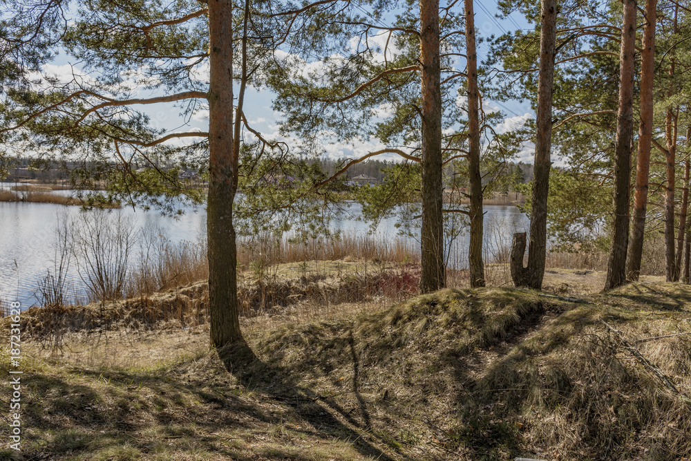 The pine trees on the shore of the quarry. The pine trees on the shore of the quarry.