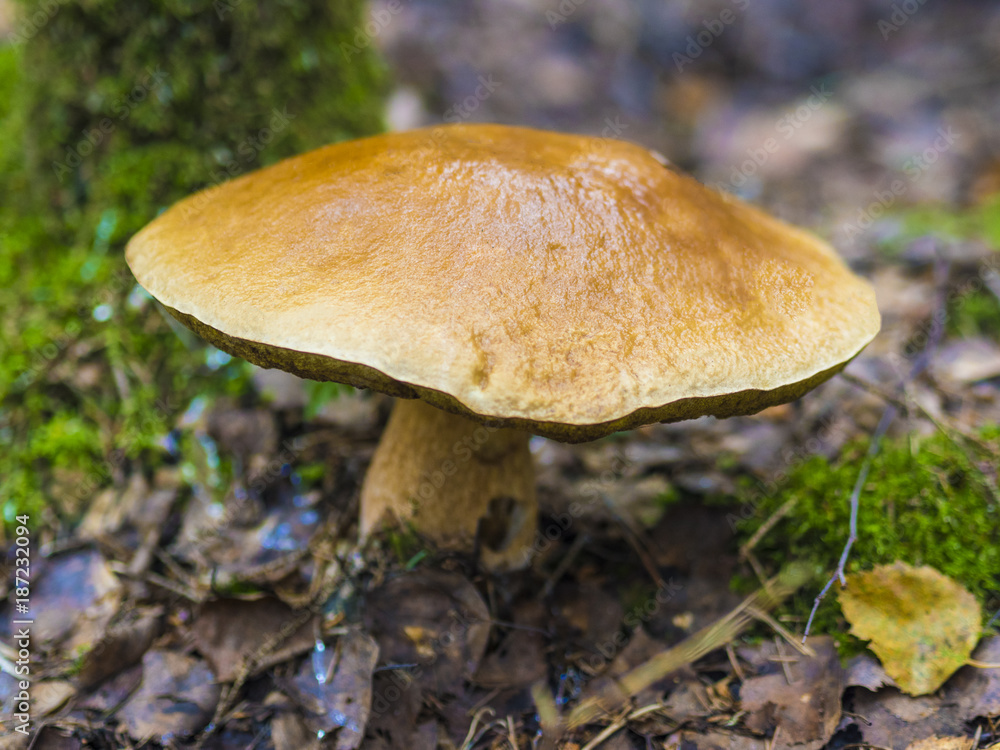 Beautiful Fungus, Moss & Toadstools of Finland Forests Beautiful Fungus, Moss & Toadstools of Finland Forests