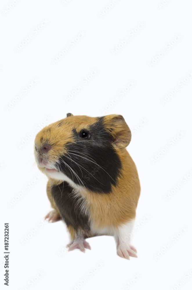 Image of a cute Guinea pig with a white isolated background. Image of a cute Guinea pig with a white isolated background.