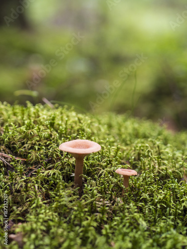 Beautiful Fungus, Moss & Toadstools of Finland Forests