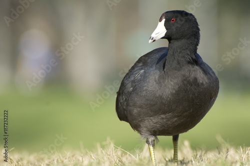 American Coot