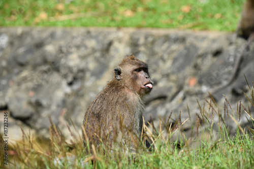 Macaque Longue Queue