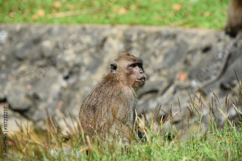 Macaque Longue Queue