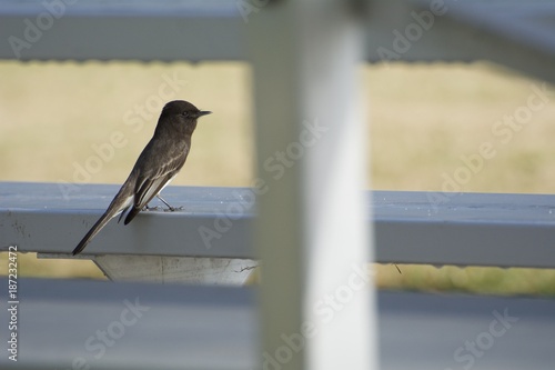 Black Phoebe