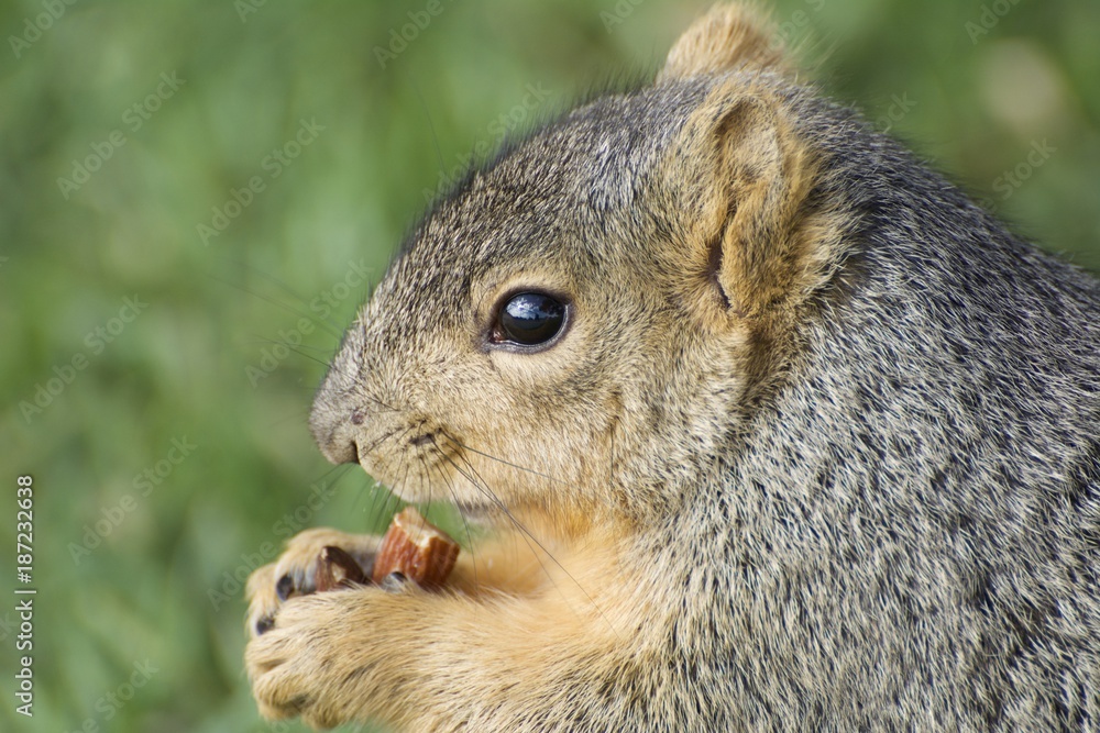 Fototapeta premium Fox Squirrel Eating an Almond