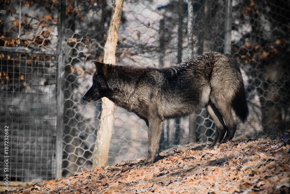 Fototapeta premium portrait of a beautiful furry black wolf