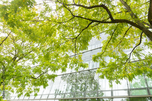 Baum vor einer Glasfassade