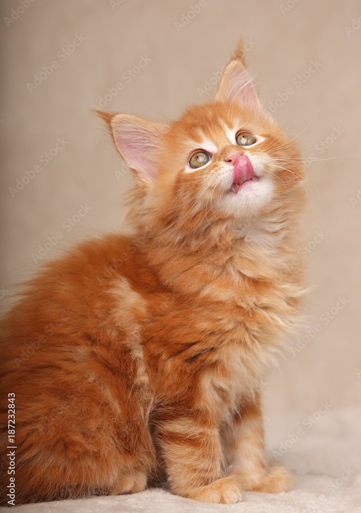 Funny adorable red solid maine coon kitten sitting and licking the tongue and looking up on soft background. Closeup portrait