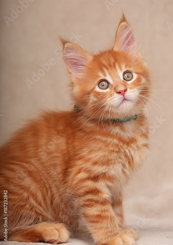 Funny adorable red solid maine coon kitten sitting with beautiful brushes on the ears on soft background. Closeup portrait