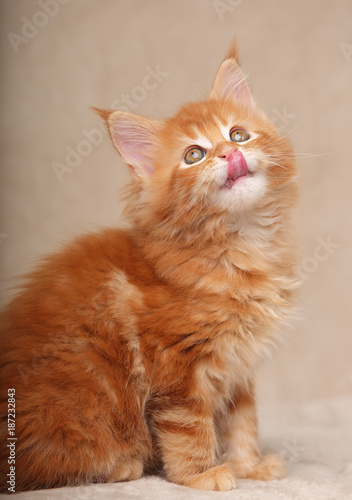 Funny adorable red solid maine coon kitten sitting and licking the tongue and looking up on soft background. Closeup portrait