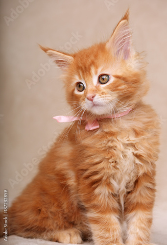 Funny adorable red solid maine coon kitten sitting with beautiful brushes on the ears on soft background. Closeup portrait
