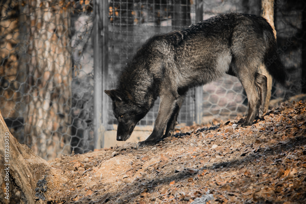 Obraz premium portrait of a beautiful furry black wolf