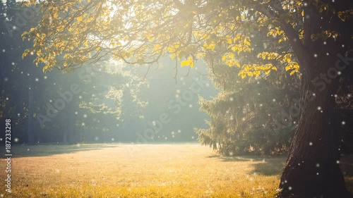 Glade branch of a tree with leaves sunlight yellow filter with many soft flying white poplar fluff. Cinemagraph seamless loop animation motion gif render background photo
