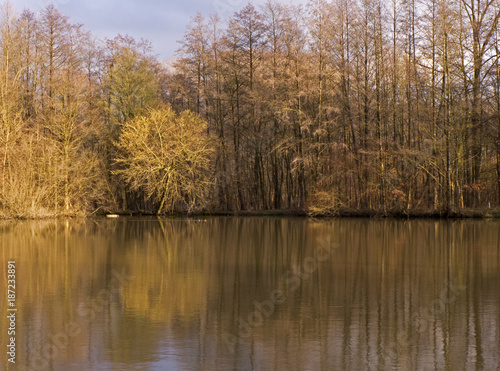 An einem kalten Nachmittag an einem Teich im Wald. Bäume soiegeln sich im Wasser