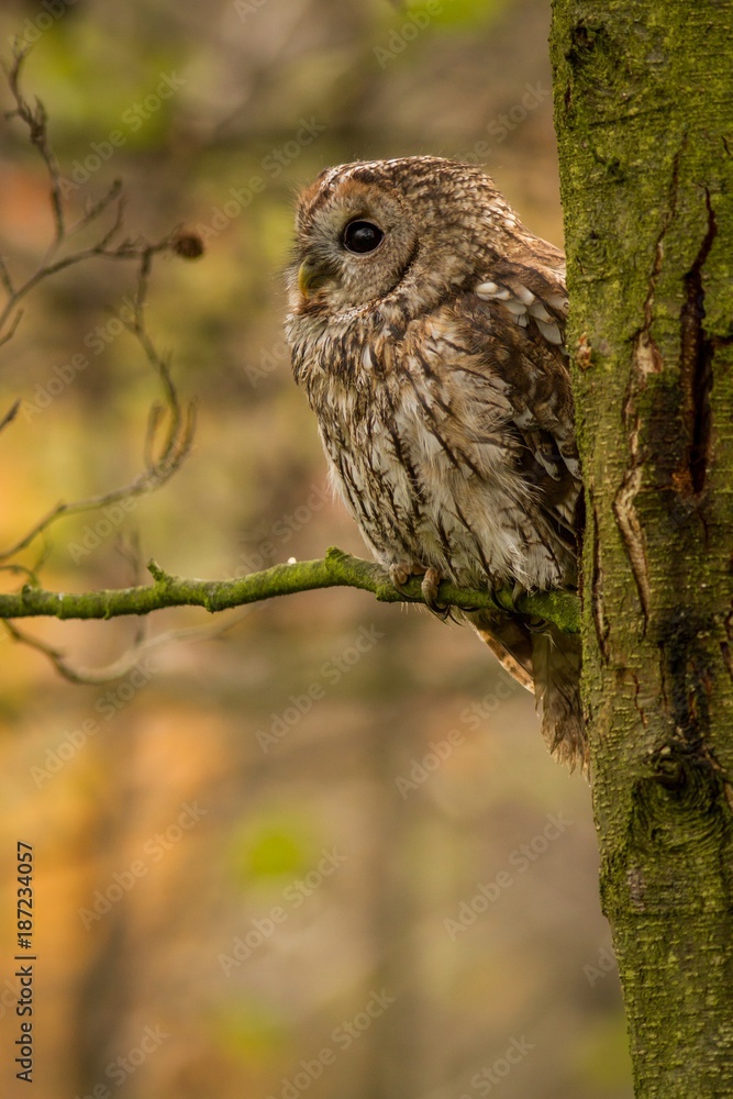 Tawny Owl Tawny Owl