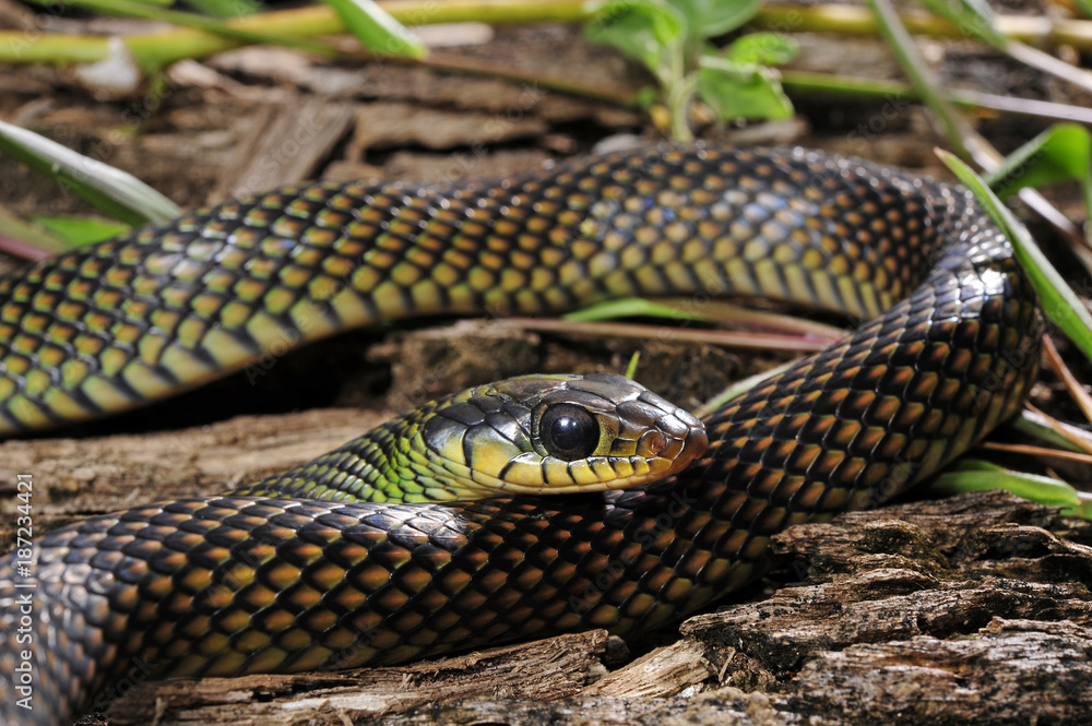 Naklejka premium Perlnatter (Drymobius margaritiferus) - Speckled Racer / Honduras