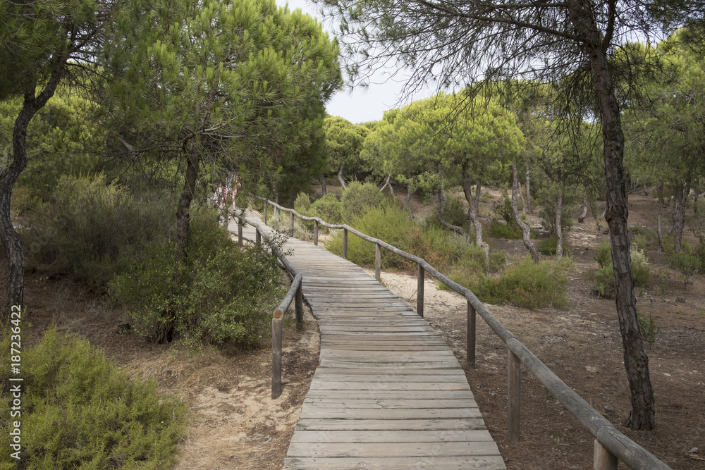 Huelva, Andalusia, Spain. Wooden walkway that crosses the natural park of Los Enebrales, near the park of Doñana. Huelva, Andalusia, Spain. Wooden walkway that crosses the natural park of Los Enebrales, near the park of Doñana.