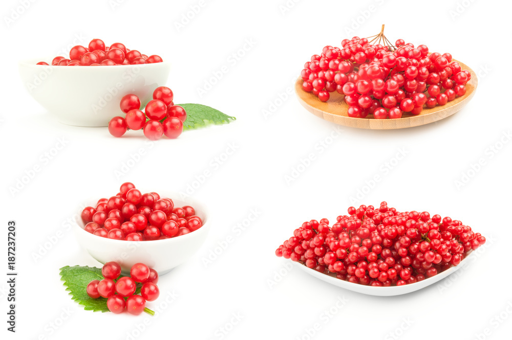 Collection of pimbina berries on a white background clipping path Collection of pimbina berries on a white background clipping path