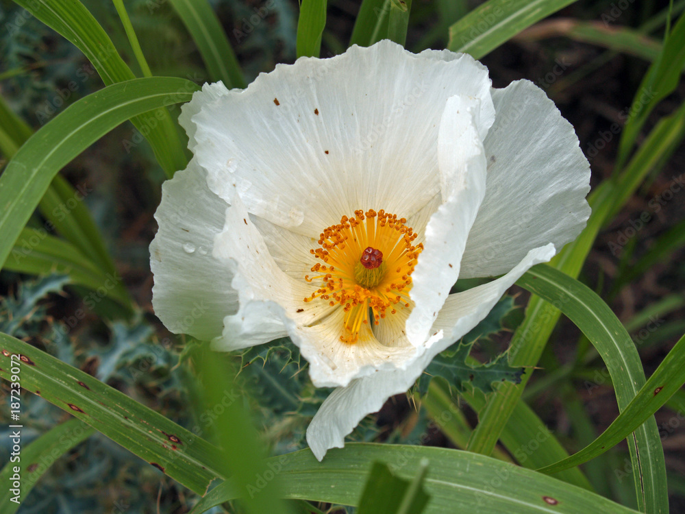 Fototapeta premium Southwestern Prickly Poppy on a roadside near Tombstone, Arizona, U.S.A.