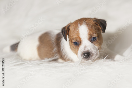Cachorro Jack Russell Terrier retrato