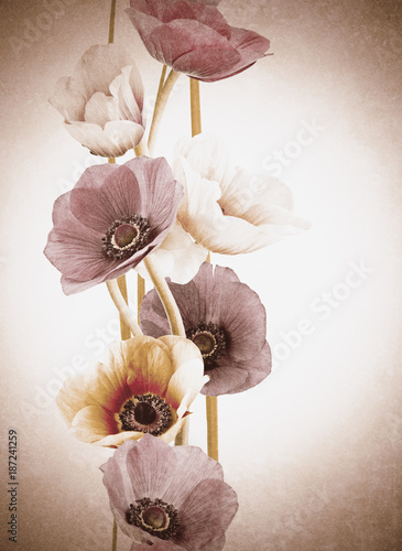 flores orquídeas efecto vintage