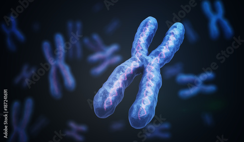 X Chromosomes with DNA molecules. Genetics concept. 3D rendered illustration. photo
