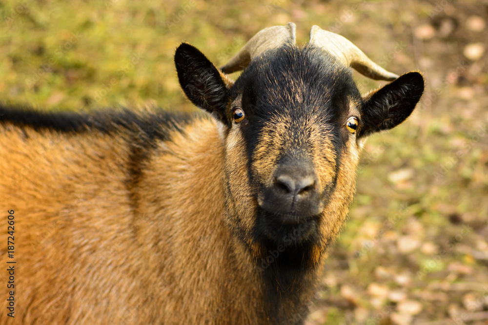 Portrait of a brown goat with big horns Portrait of a brown goat with big horns