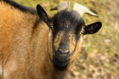 Portrait of a brown goat with big horns © karelpesorna