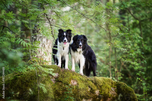wo border collie in the woods