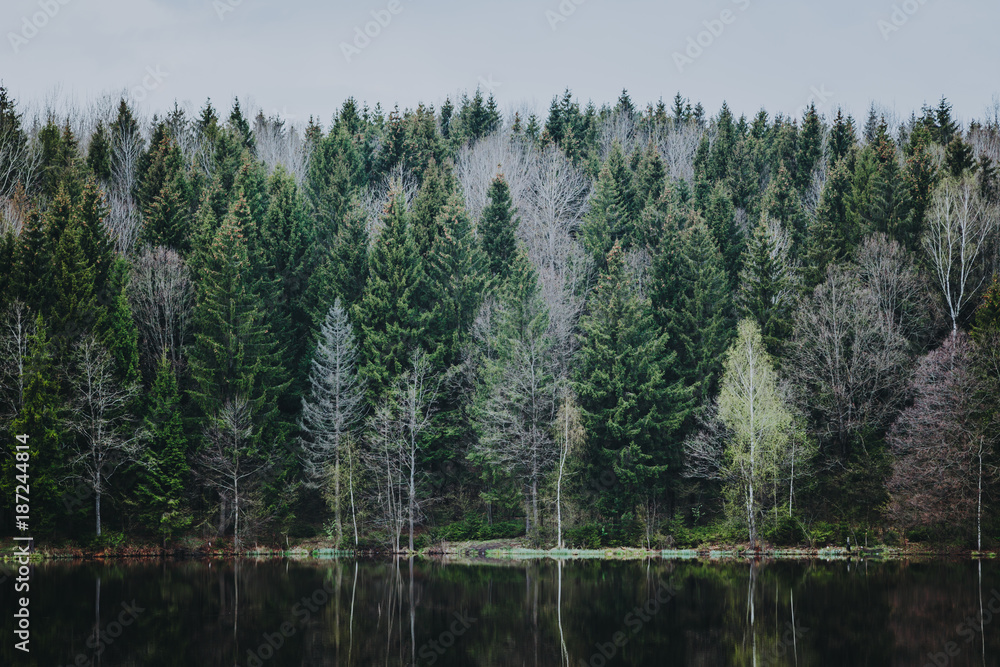 green forest by the lake