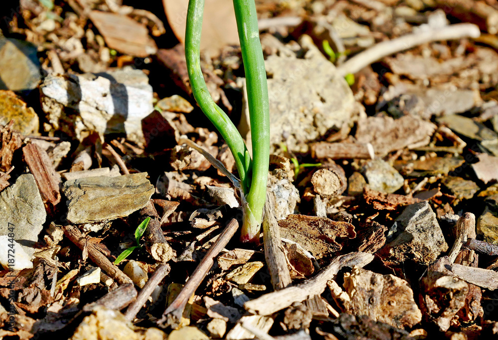 Small onion plants on natural organic ground. Small onion plants on natural organic ground.