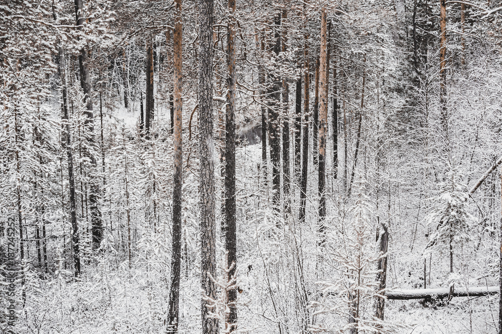 Fairy winter forest Fairy winter forest