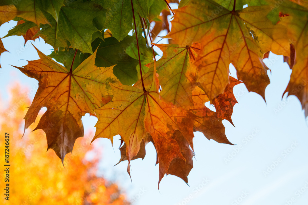 Leaves Leaves
