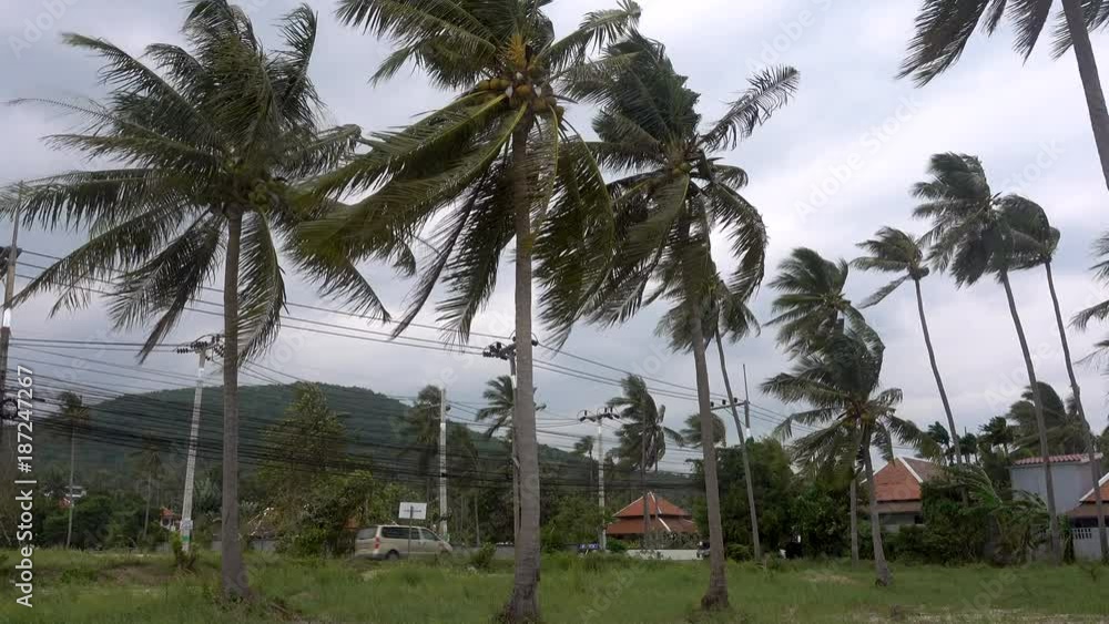Palm tree blowing in the wind on the background of the road with cars. Koh Samui, Thailand Palm tree blowing in the wind on the background of the road with cars. Koh Samui, Thailand