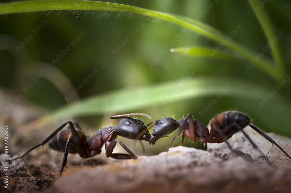 two ants fighting under soft light and out of focus background with nice bokeh.