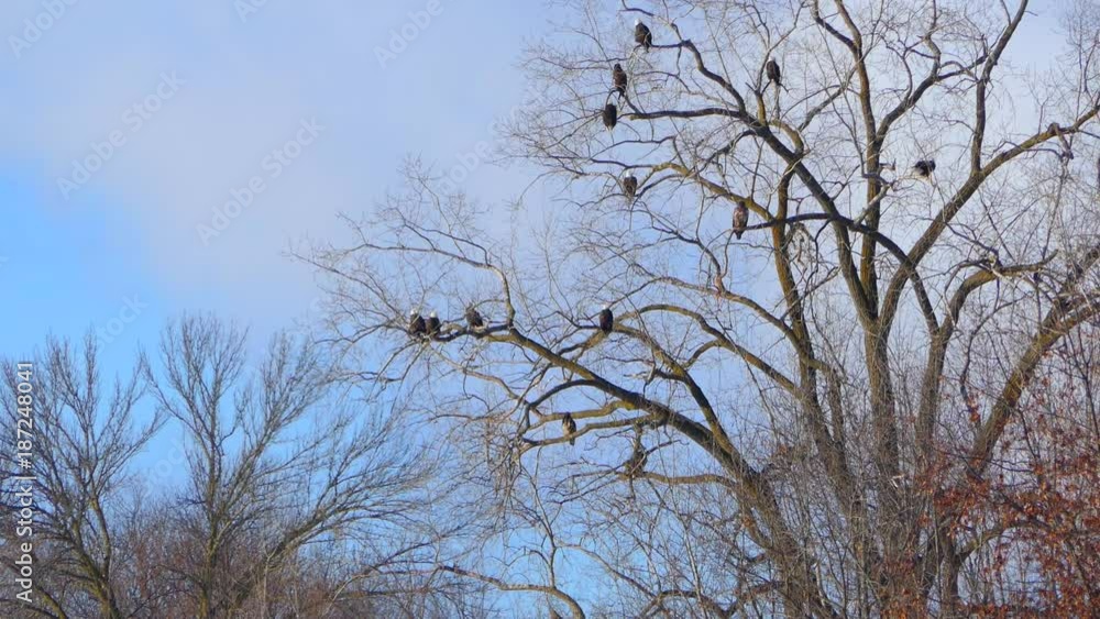 Many adult and immature Bald Eagles in a big tree.
Many adult and immature Bald Eagles in a big tree.