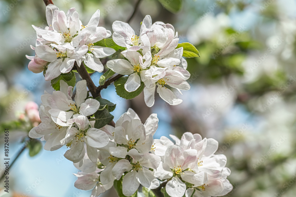 Flowering branches of apple-tree in a spring orchard Flowering branches of apple-tree in a spring orchard