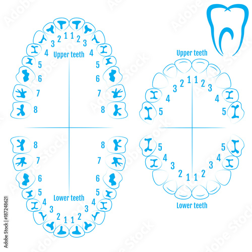 Orthodontist human tooth anatomy vector with numbering of teeth of an adult and a child. Medical dental illustration