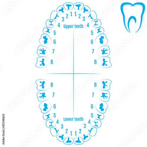 Orthodontist human tooth anatomy vector with numbering of teeth of an adult. Medical dental illustration