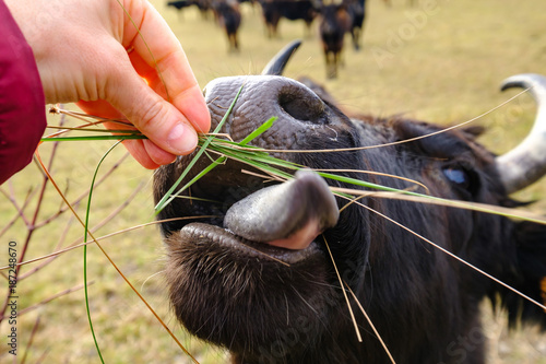 La tête de taureau gros plan, la langue tirée, la main tend de l'herbe.