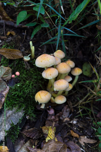 Waldpilze an morschnem Baumstamm